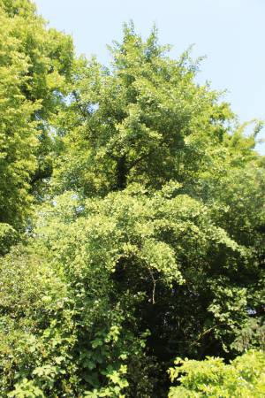 Ginkgo biloba - Maidenhair tree