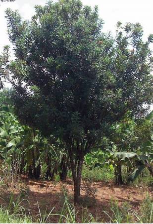 Macadamia integrifolia - Smooth macadamia