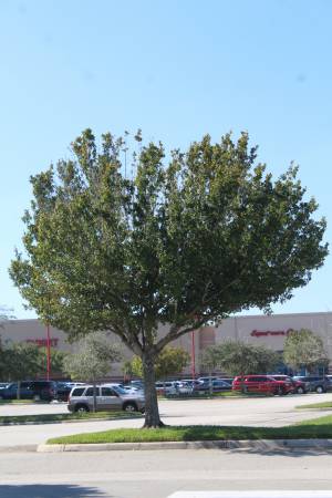 Quercus virginiana - Southern live oak