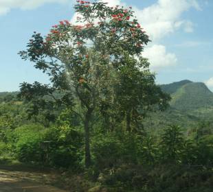 Spathodea campanulata - Nandi flame