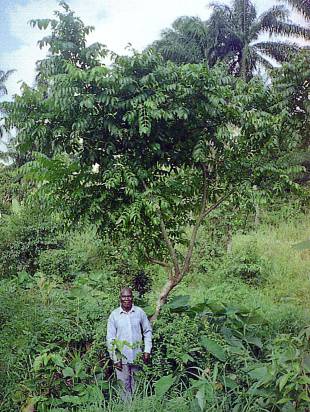 Spondias mombin - Yellow mombin plum