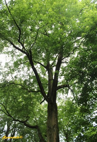 Vertical Photo
