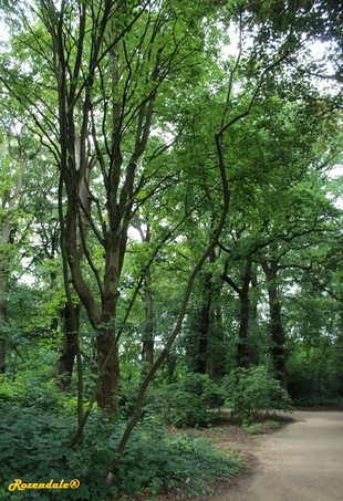 Vertical Photo