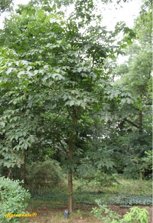 Vertical Photo