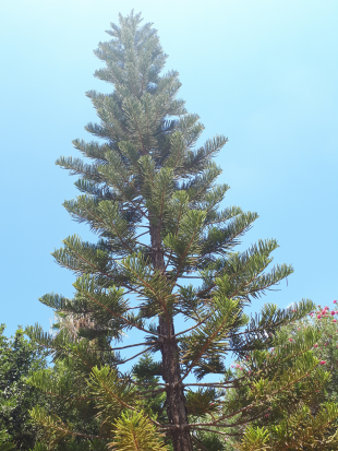 Vertical Photo