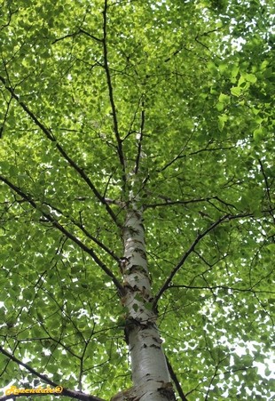 Vertical Photo