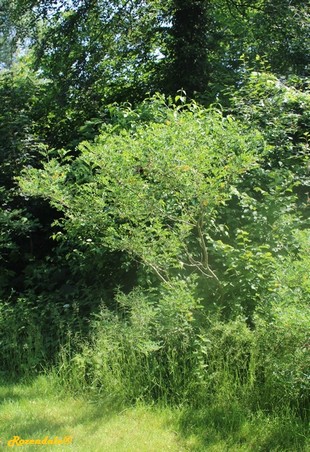 Vertical Photo