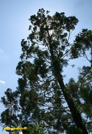 Vertical Photo