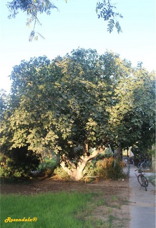 Vertical Photo
