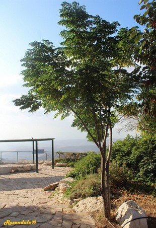 Vertical Photo
