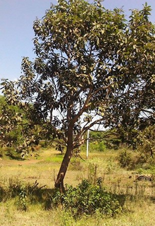 Vertical Photo