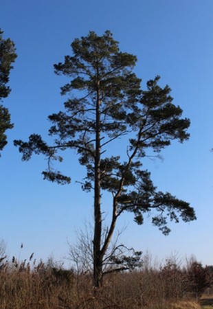 Vertical Photo