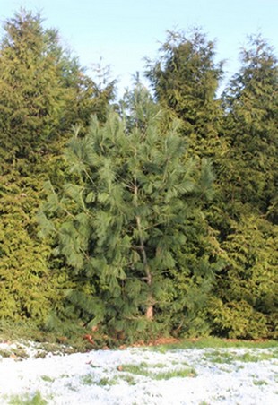 Vertical Photo