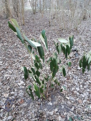 Seedling Photo