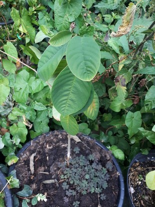 Seedling Photo