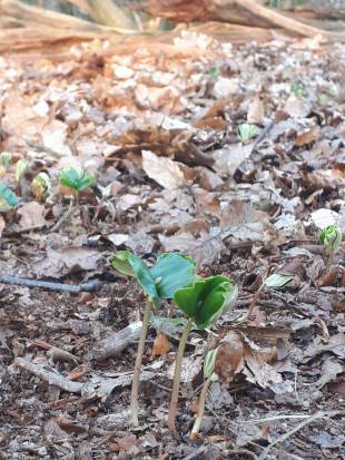 Seedling Photo