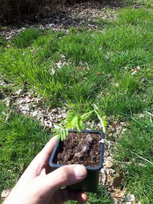 Seedling Photo