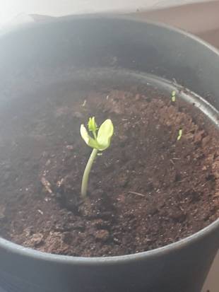 Seedling Photo