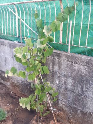 Seedling Photo