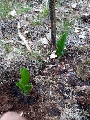 Seedling Photo