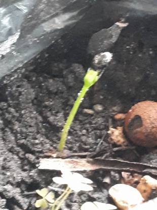 Seedling Photo