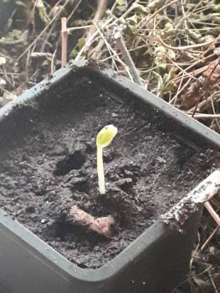 Seedling Photo