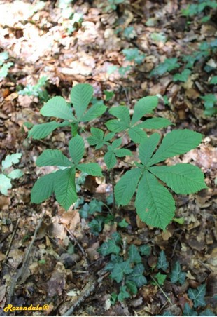Seedling Photo