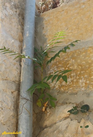 Seedling Photo