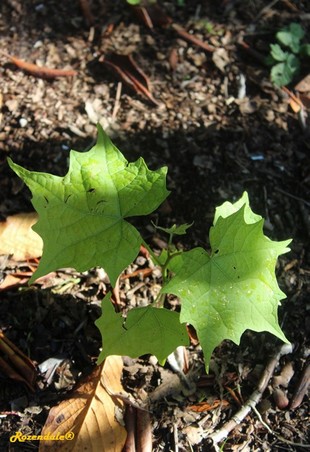 Seedling Photo