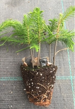 Seedling Photo
