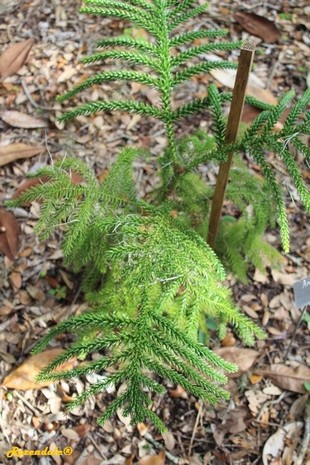Seedling Photo