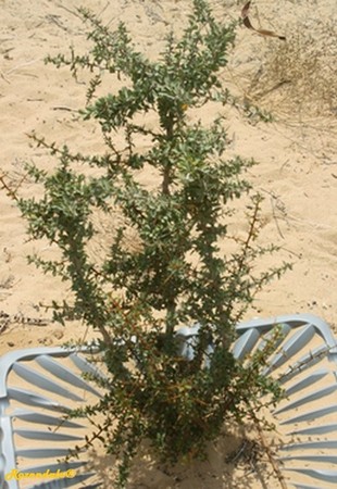 Seedling Photo