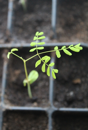 Seedling Photo