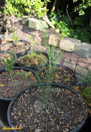 Seedling Photo