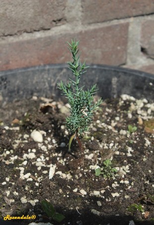 Seedling Photo