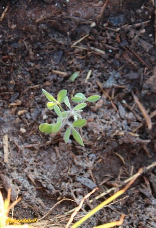Seedling Photo