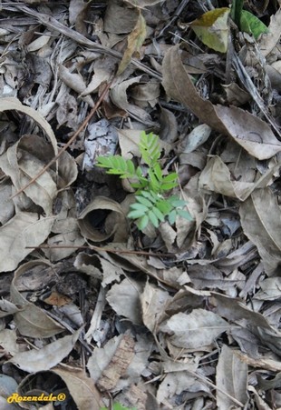 Seedling Photo