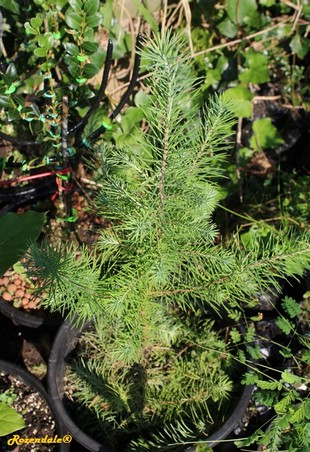 Seedling Photo