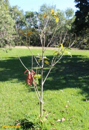 Seedling Photo