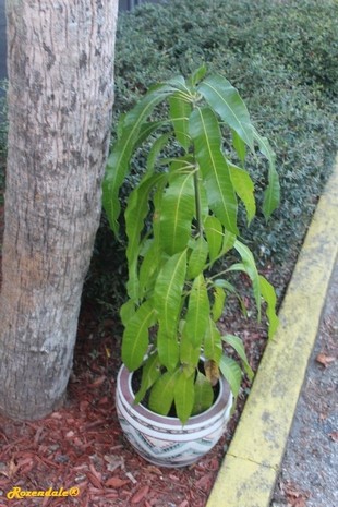 Seedling Photo