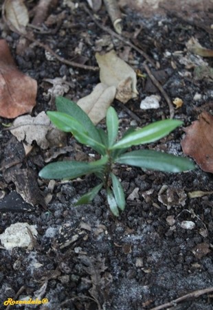 Seedling Photo