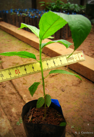 Seedling Photo
