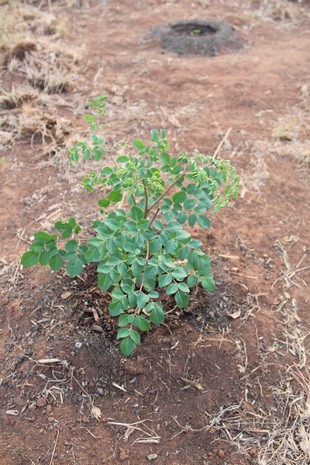 Seedling Photo