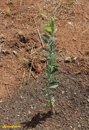Seedling Photo