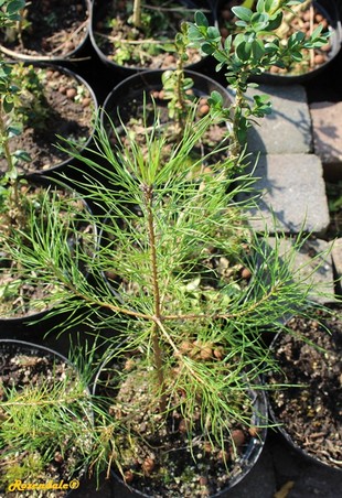 Seedling Photo