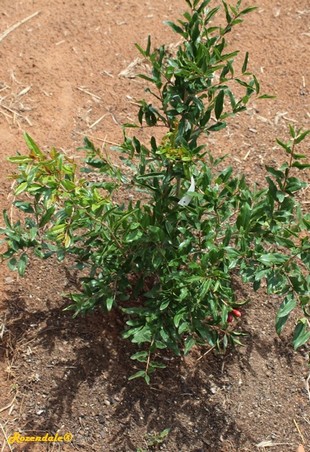 Seedling Photo