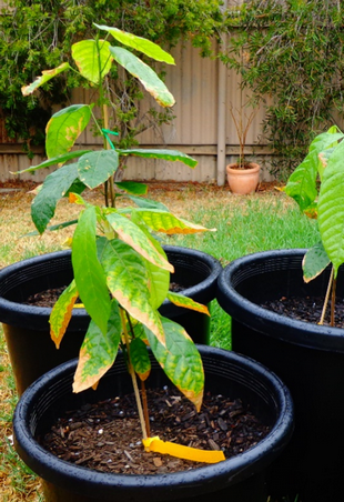 Seedling Photo