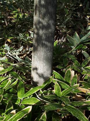 Stem Photo