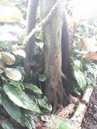 Stem Photo