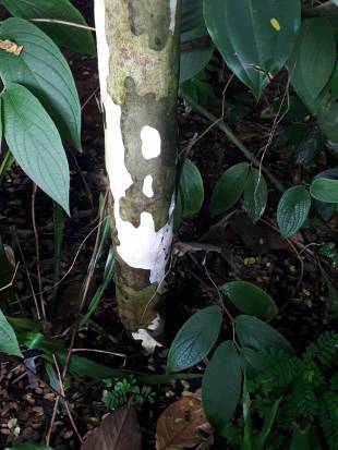Stem Photo